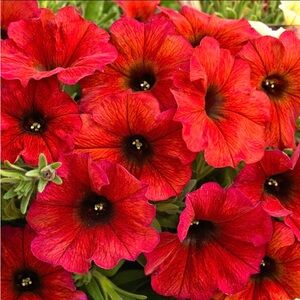 ❤️🌼❤️🌿❤️🌞❤️🌼❤️🌿❤️🌞❤️🌼❤️🌿❤️